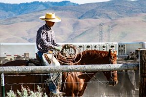 Farm Fencing Ontario: Must-Have Solutions for Livestock Safety