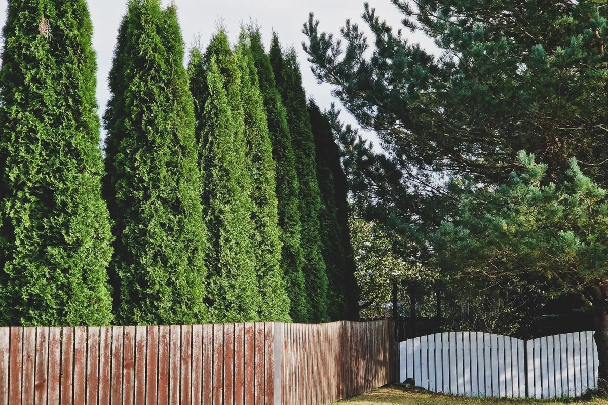 A row of thuja trees behind a weathered wooden fence in a peaceful rural setting.
