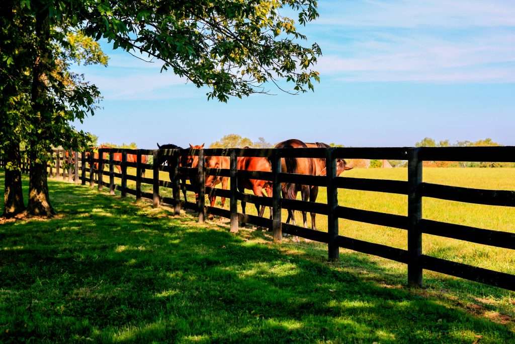 Several horses stand near a wooden fencing farm in a grassy field under a partly cloudy sky, with trees providing shade along the fence line.